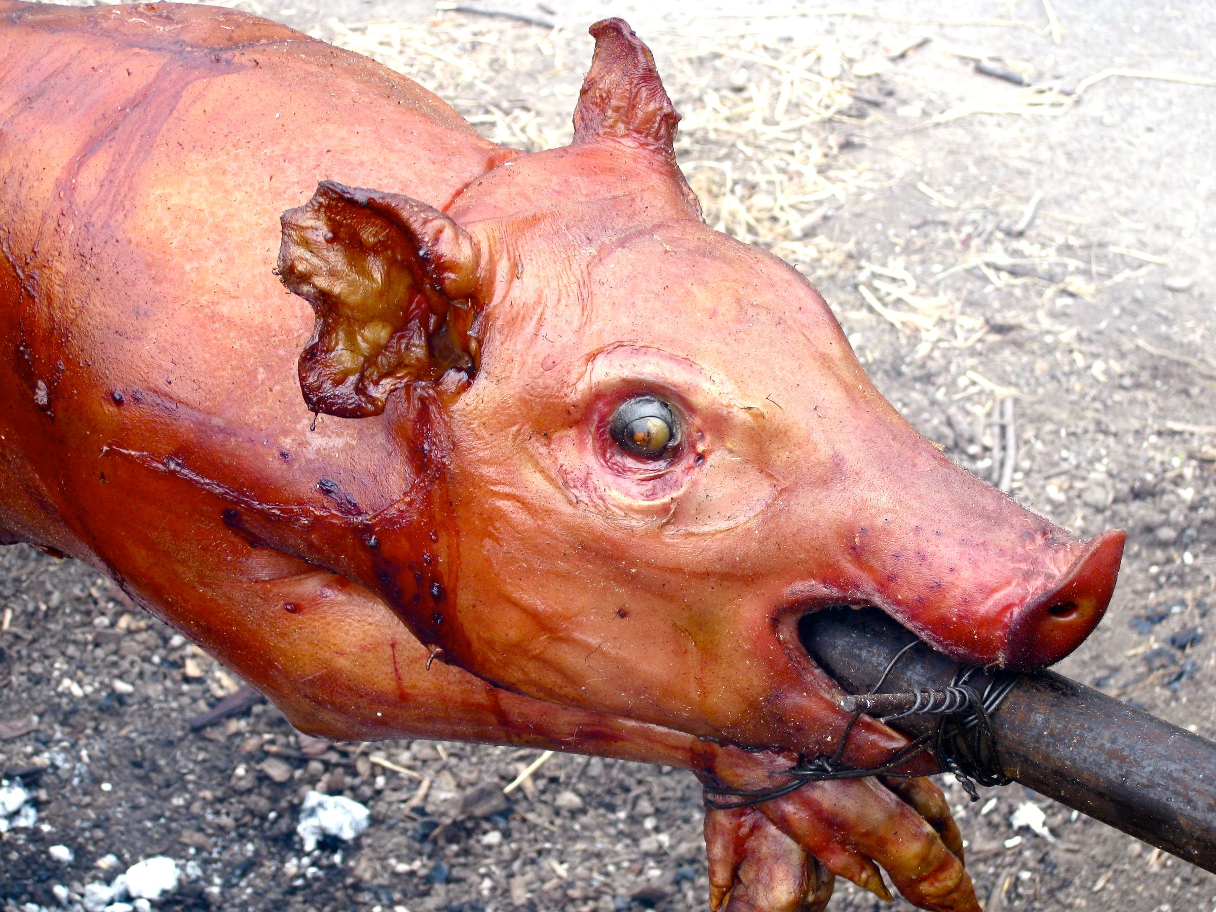 How to Roast a Pig 20 Steps (with Pictures) Instructables