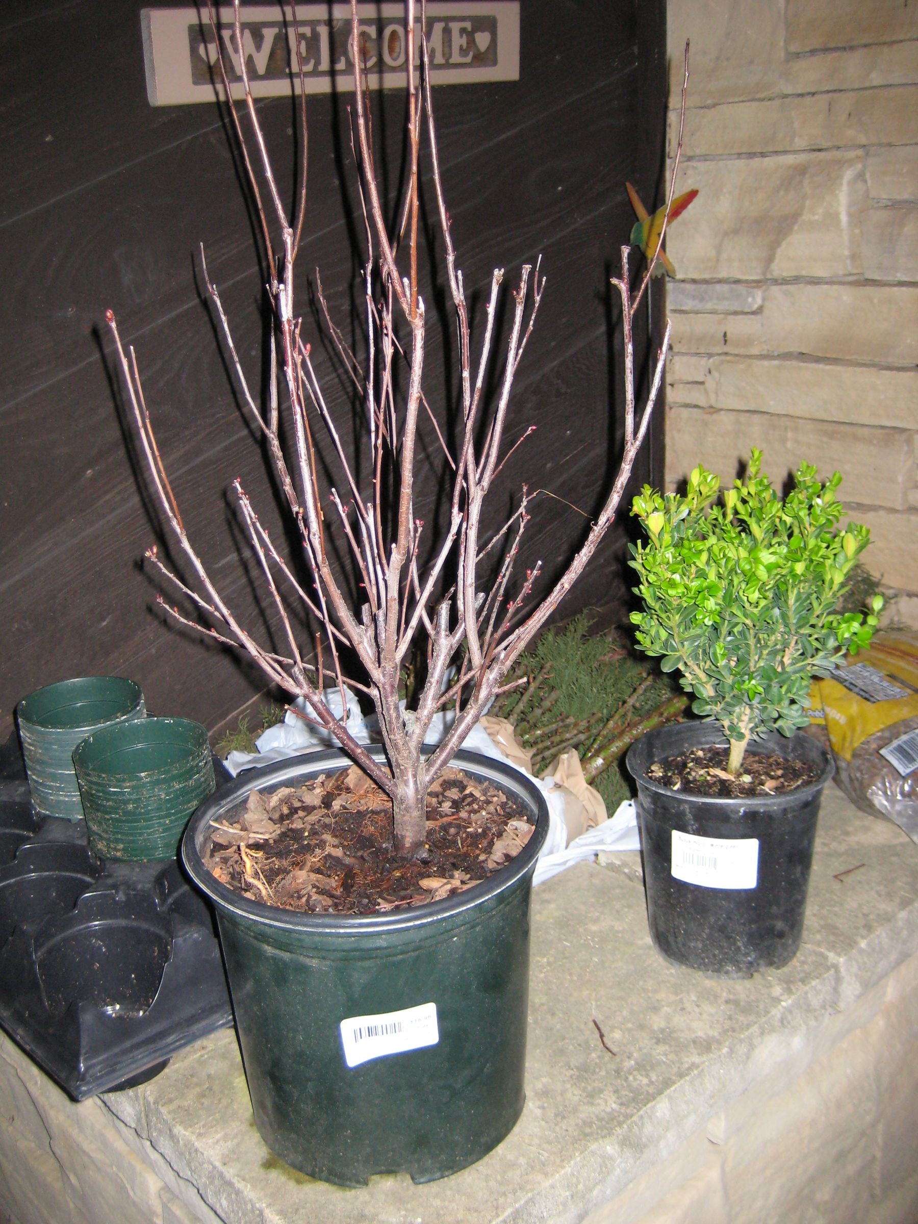 Starting A Bonsai 9 Steps With Pictures Instructables