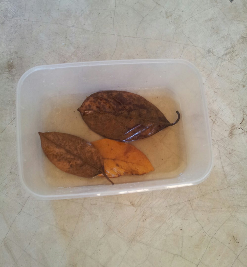 Preserve Leaves With Glycerin 7 Steps (with Pictures) Instructables