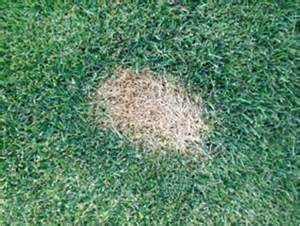 HOW TO KEEP DOGS From Peeing on Your Lawn and Flower Beds. : 3 Steps - Instructables