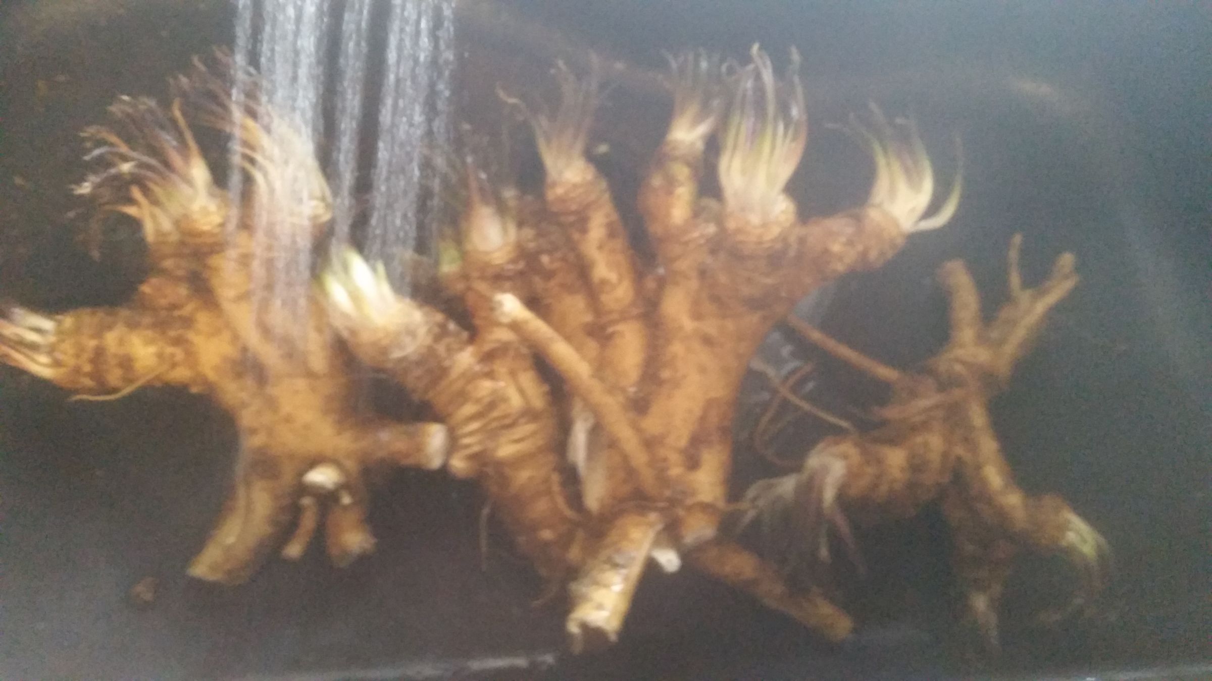 Canning Horseradish 4 Steps Instructables