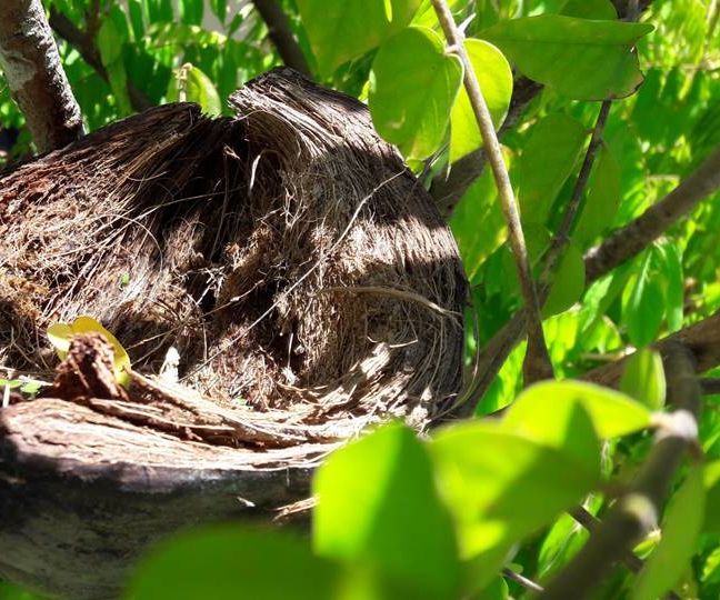 Step-by-step guide for bird nest of husk DIY Project DIY project