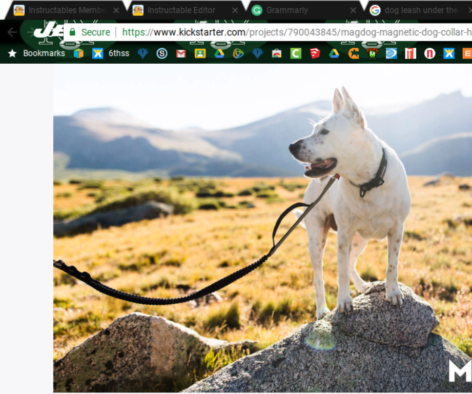 dog leash reel