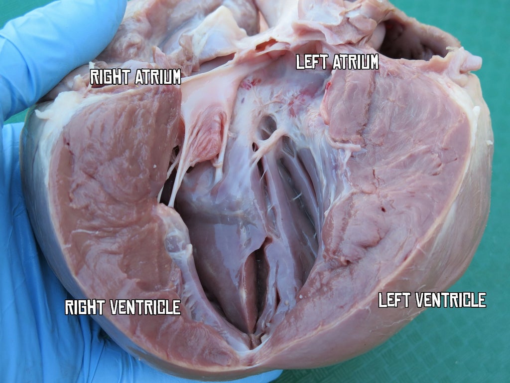 Heart Dissection 8 Steps With Pictures Instructables Heart Dissection 8 Steps With Pictures Instructables
