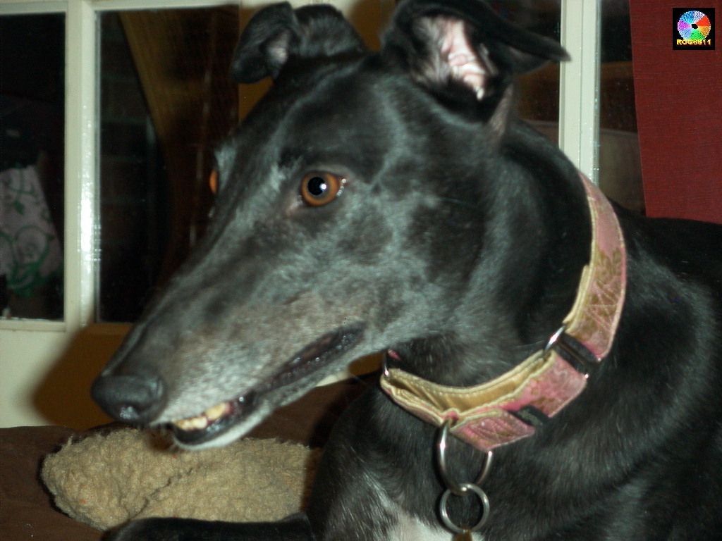 remote control kennel door