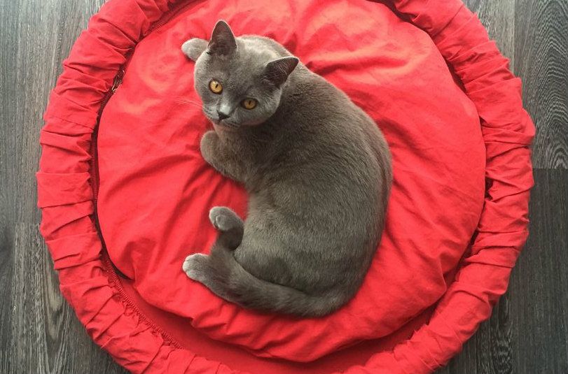 tire cat bed
