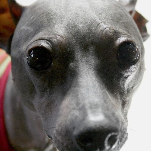 hairless dog skin care