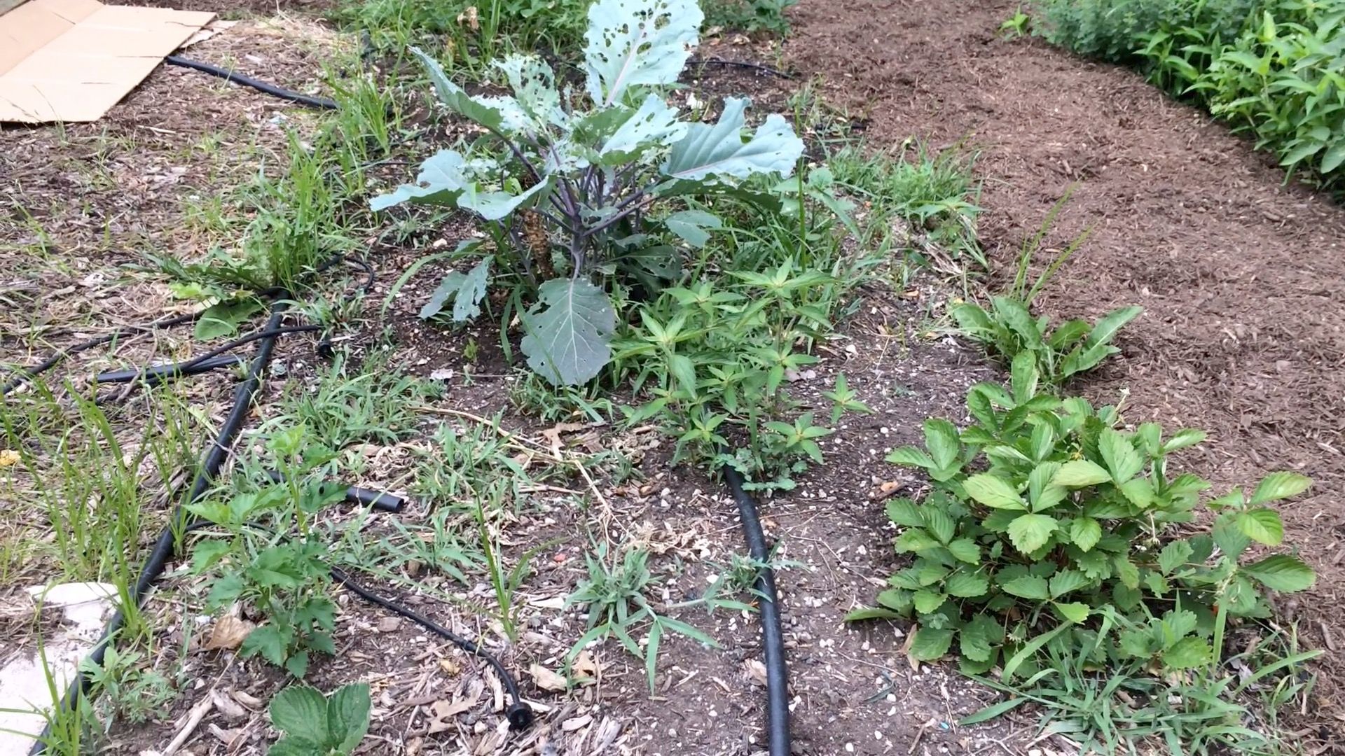 5 Great Ways to Use Cardboard in the Garden 5 Steps Instructables