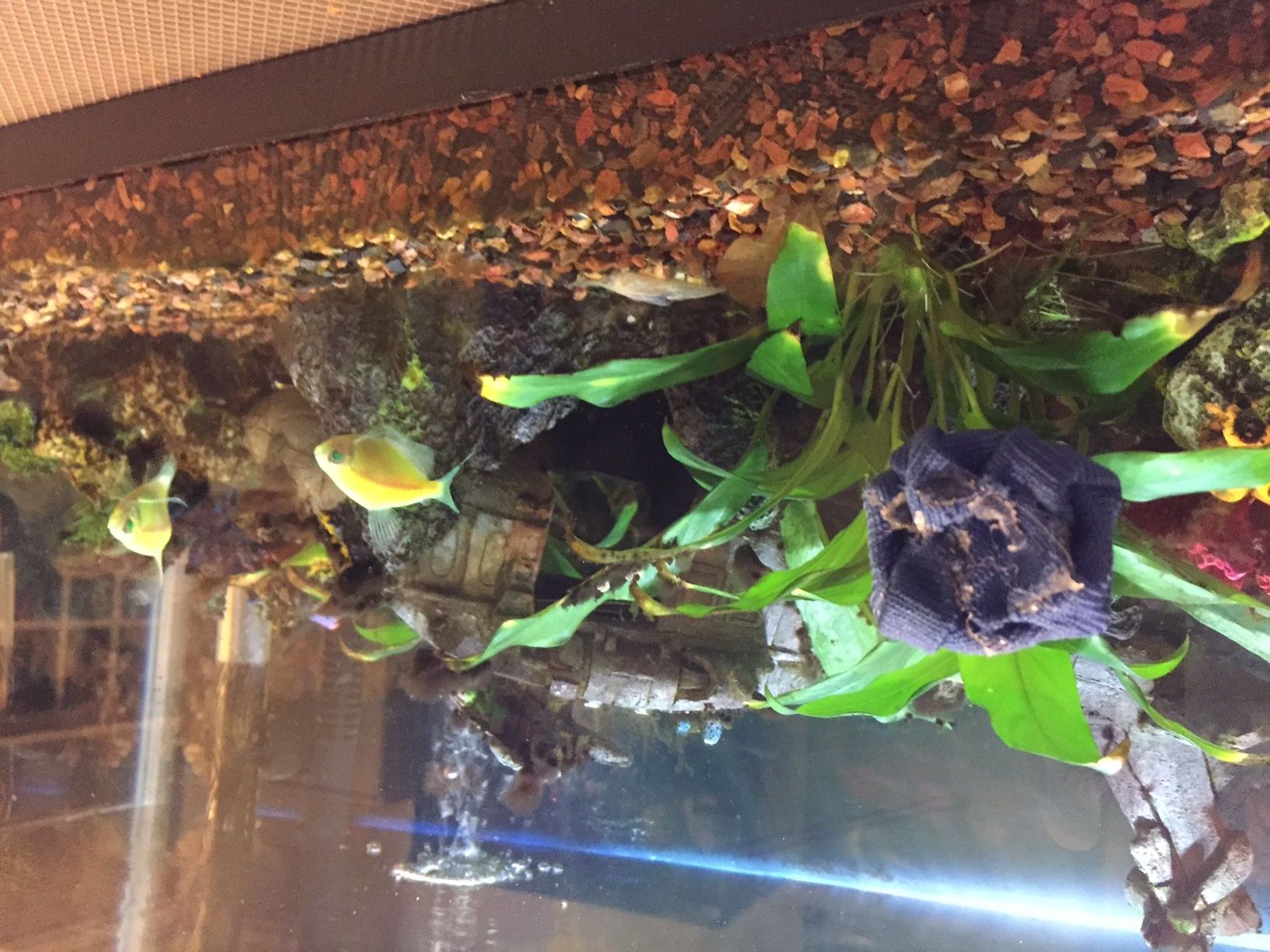 How to Make a Aquarium Scrubber 3 Steps (with Pictures