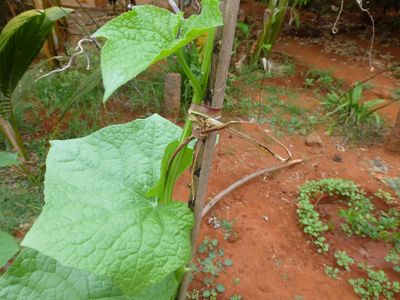 Growing Gourds Ridge Gourd Bitter Gourd And Snake Gourd 14 Steps With Pictures Instructables Growing Gourds Ridge Gourd Bitter Gourd And Snake Gourd 14 Steps With Pictures Instructables