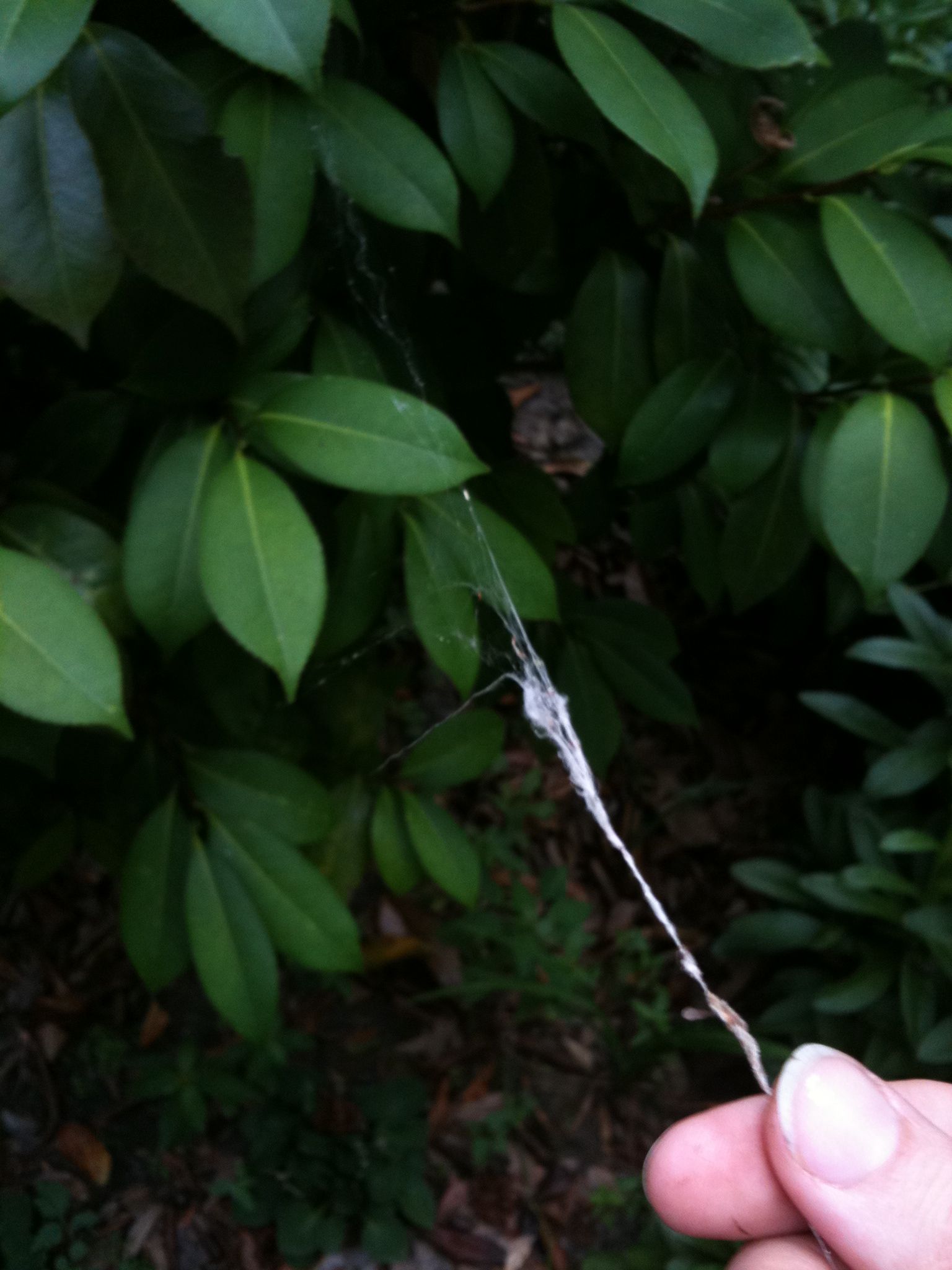 How to Make Spider Silk Thread 8 Steps (with Pictures) Instructables