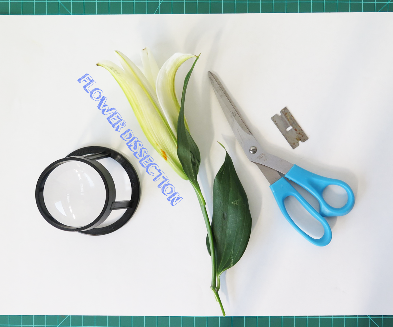 Flower Dissection! 6 Steps (with Pictures) Instructables