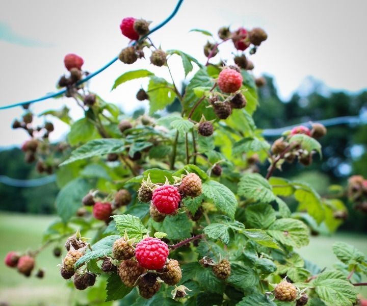 Backyard Raspberries