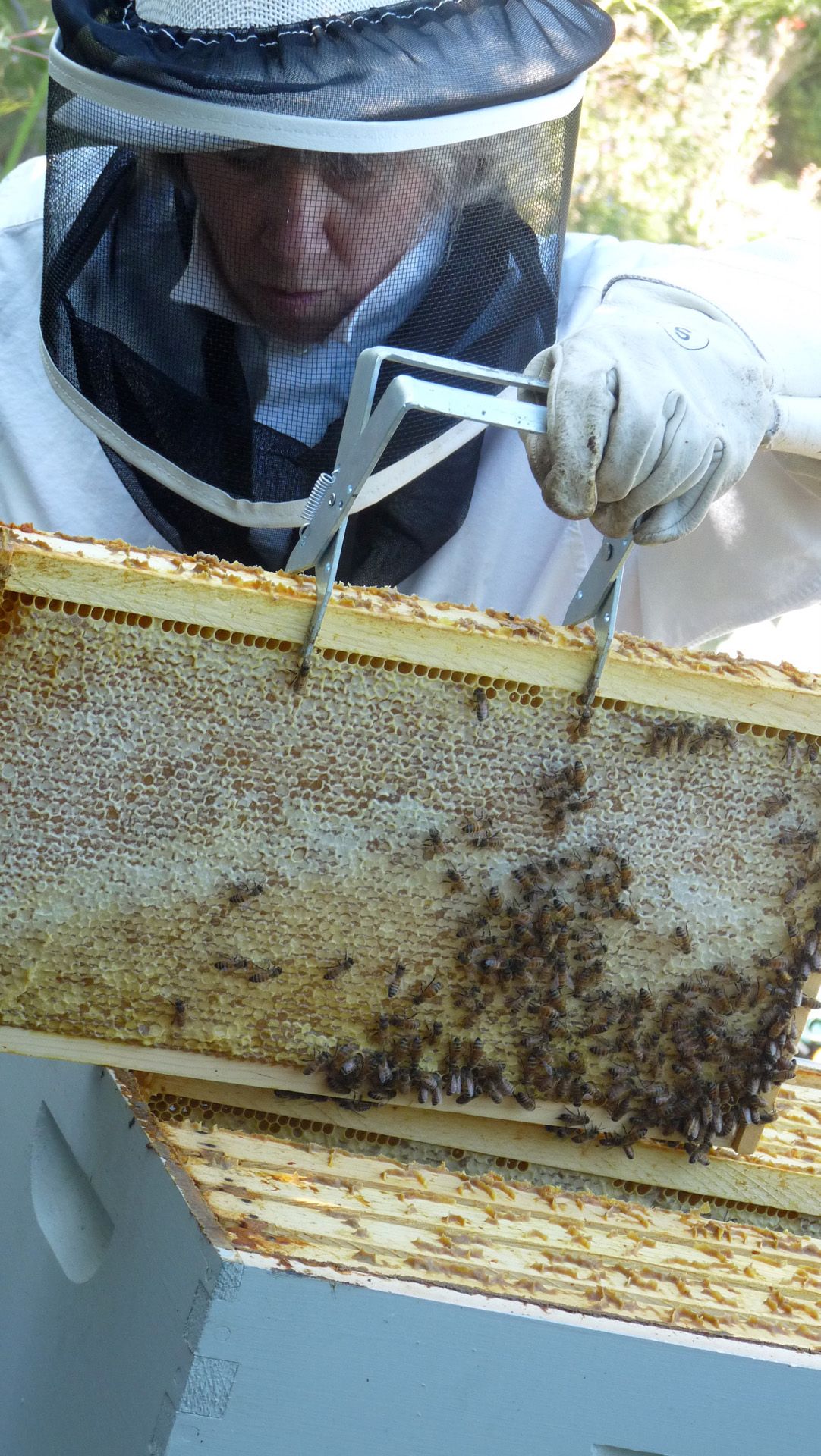 Extracting Honey 8 Steps (with Pictures) Instructables