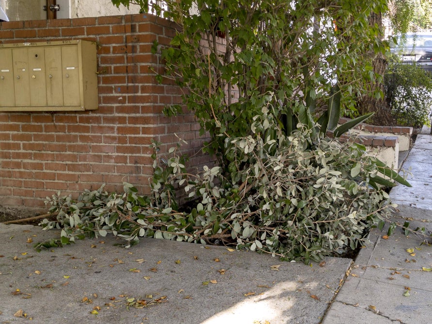 Shredding the Branches