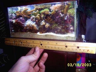 Reef Globes Worlds Smallest Balanced Reef Aquarium Instructables
