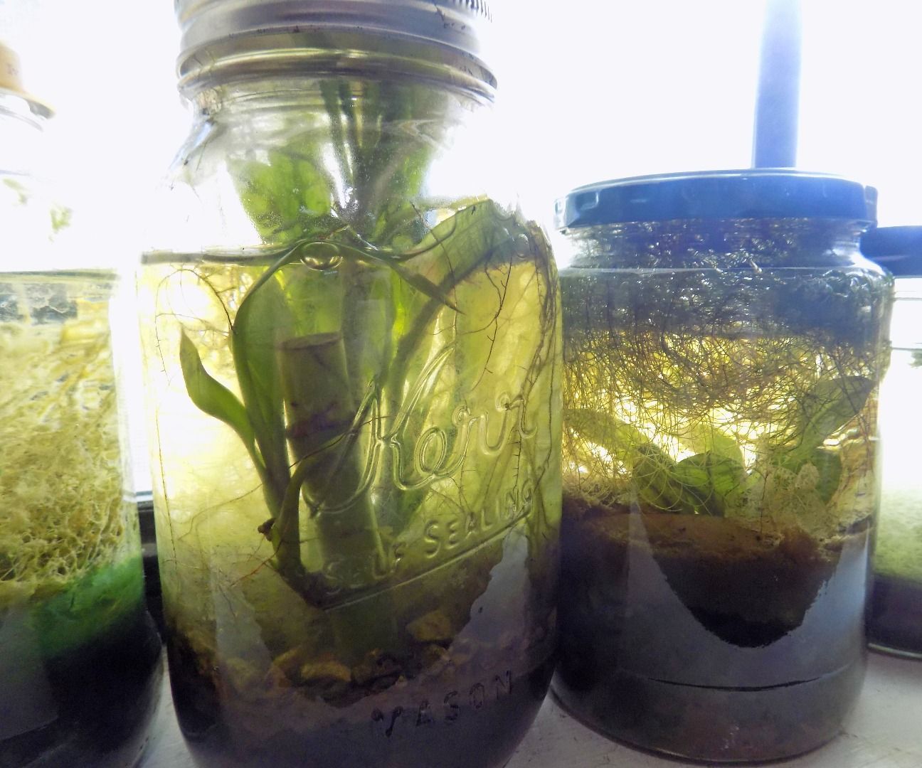 Sealed Ecosystems 9 Steps with Pictures Instructables