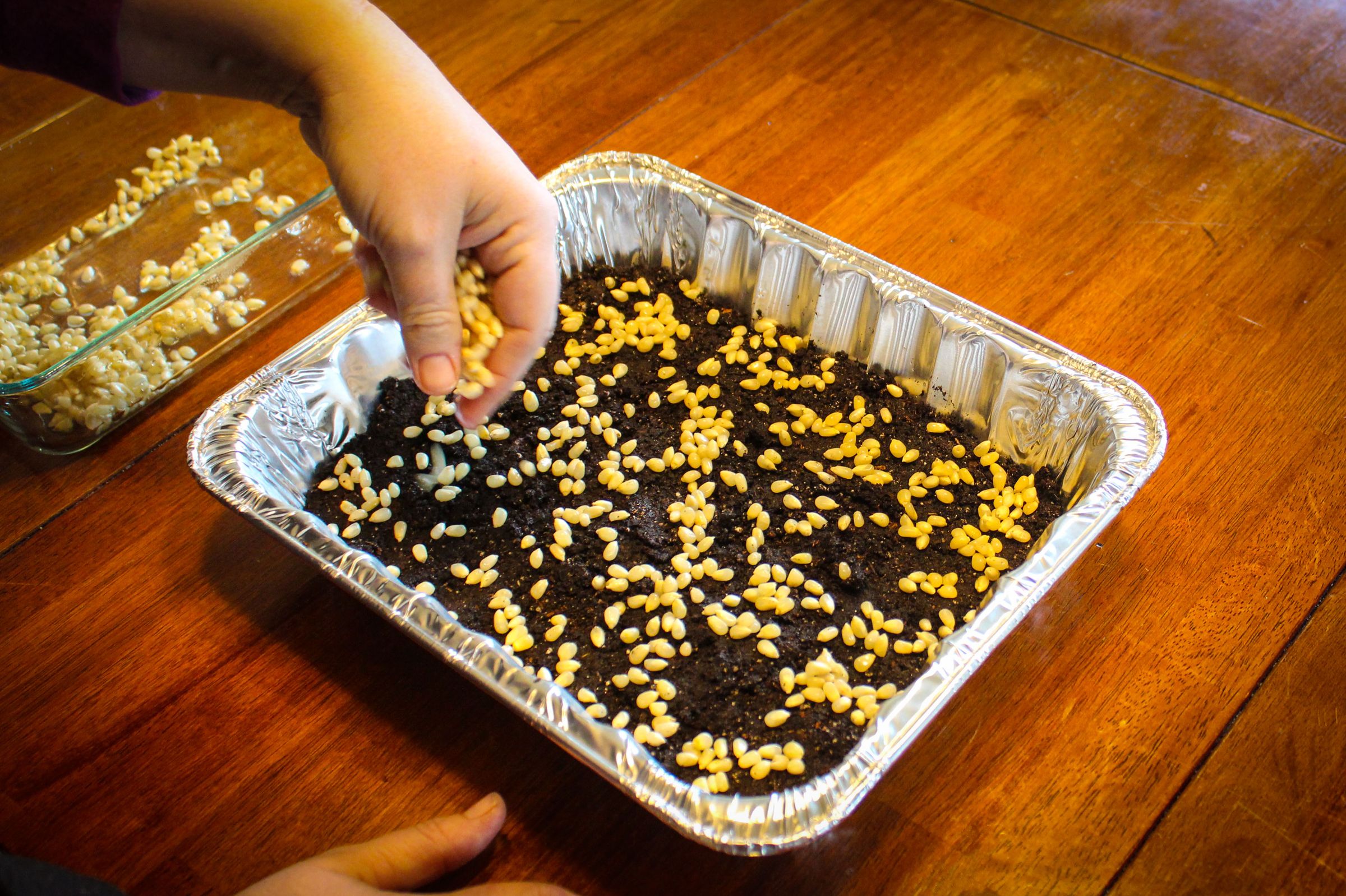 How to Grow Popcorn Shoots 9 Steps (with Pictures) Instructables