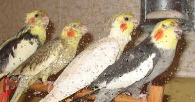 bathing cockatiel birds