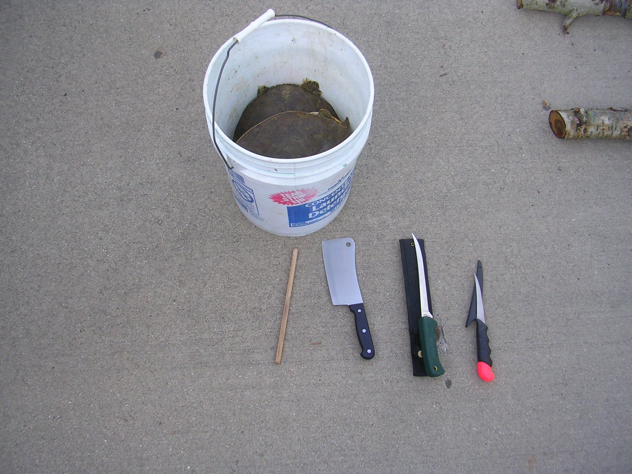 How to Clean a Turtle 4 Steps Instructables