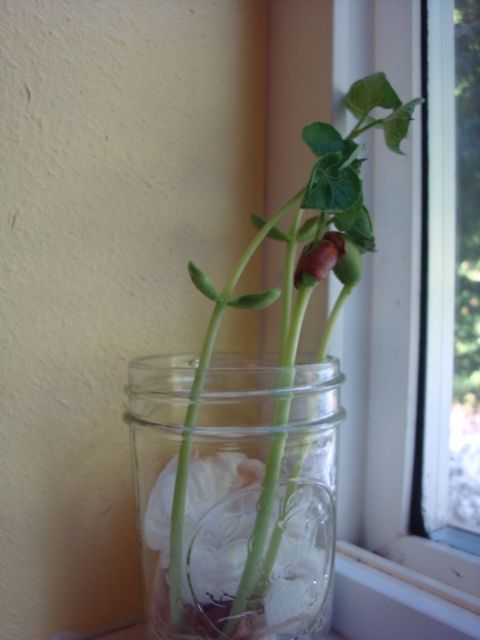DIY guide for Grow Your Own Bean Plant with step-by-step instructions