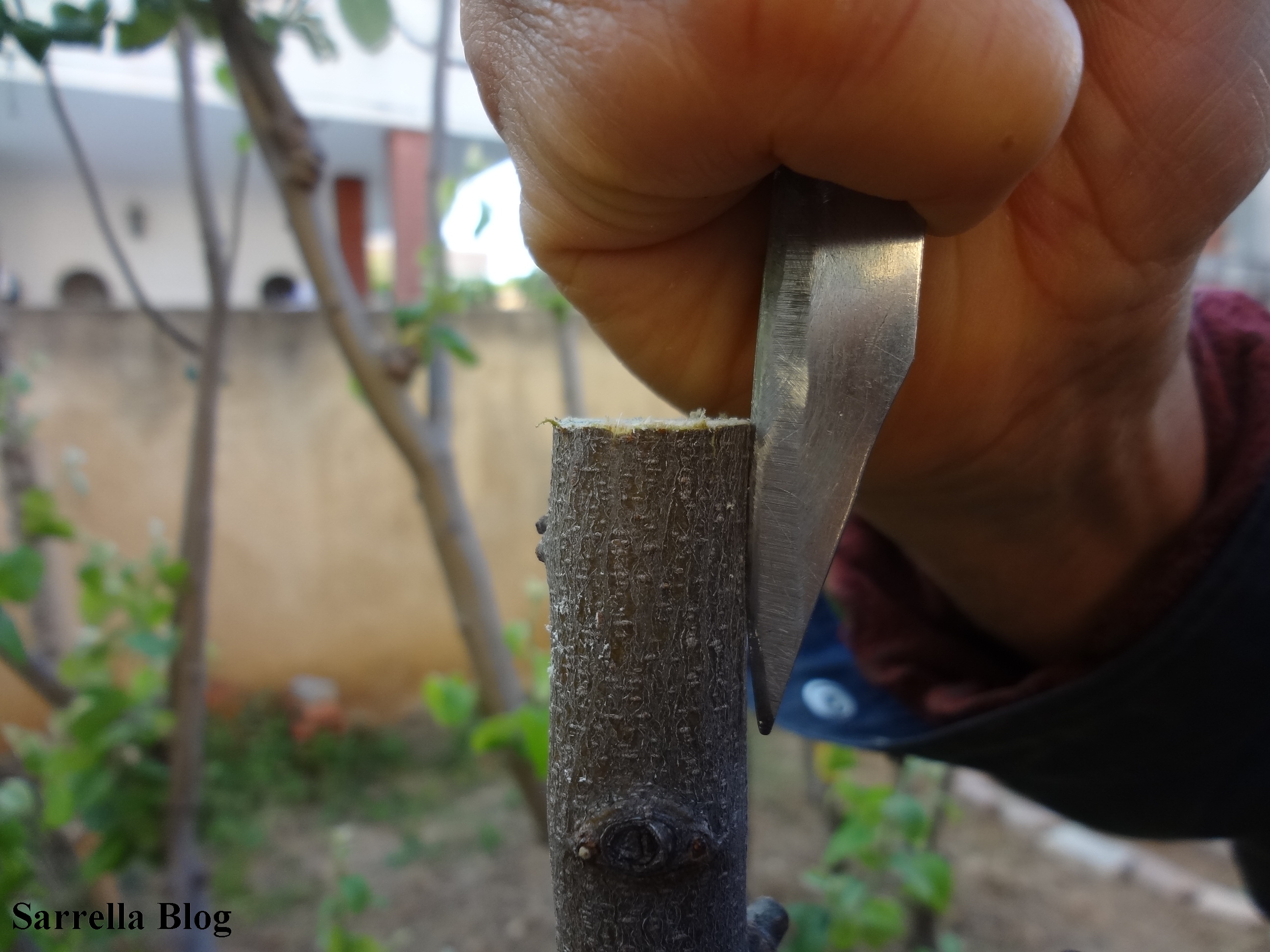 Grafting a Pear Scion to a Quince Tree 14 Steps (with Pictures