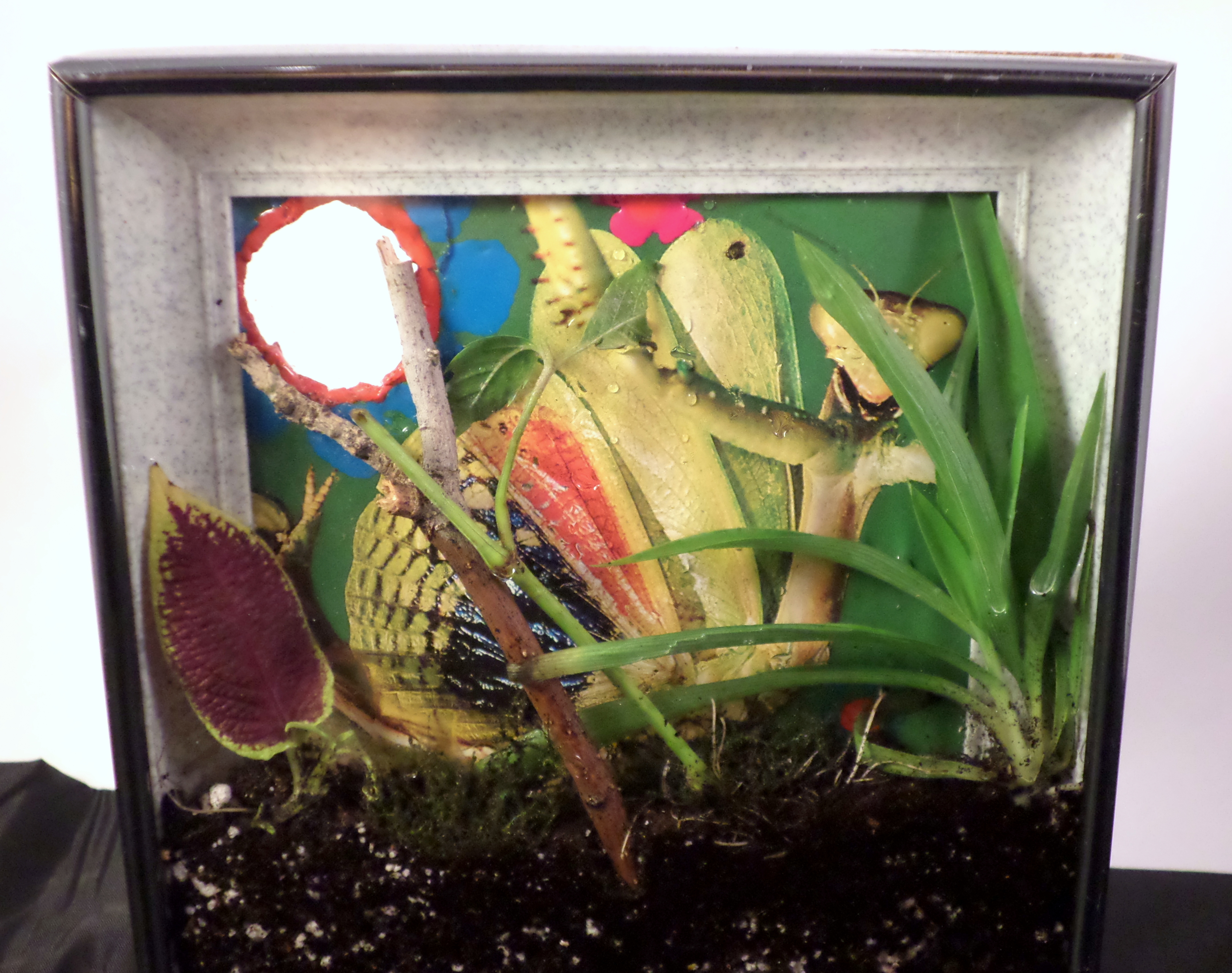 Picture Frame Terrarium 13 Steps (with Pictures) Instructables