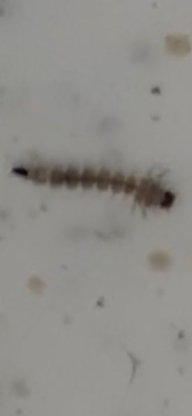 little black worms in dog water dish