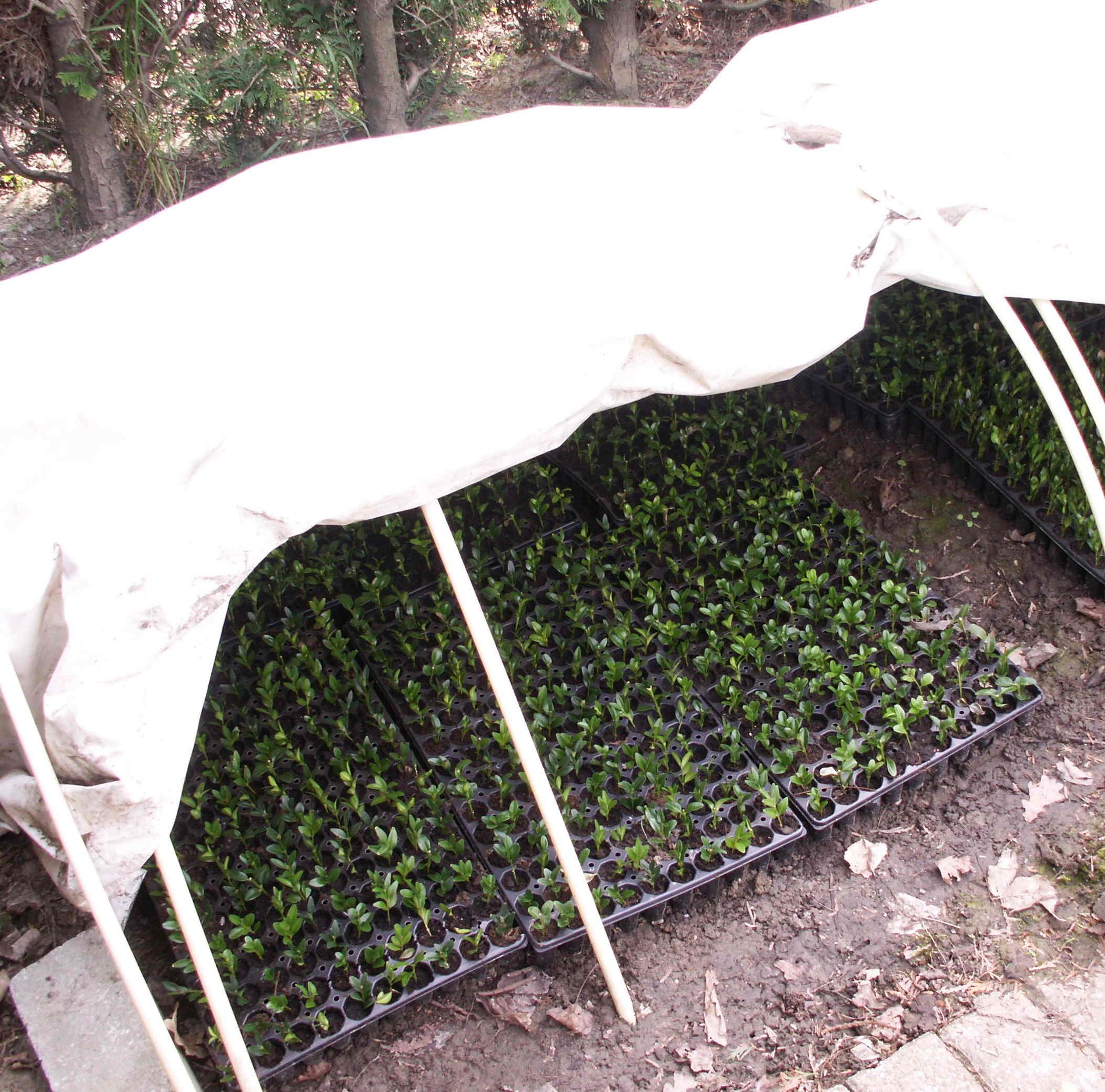 Miniature, Cuttingsstarting, White Plastic Greenhouse 4 Steps Instructables