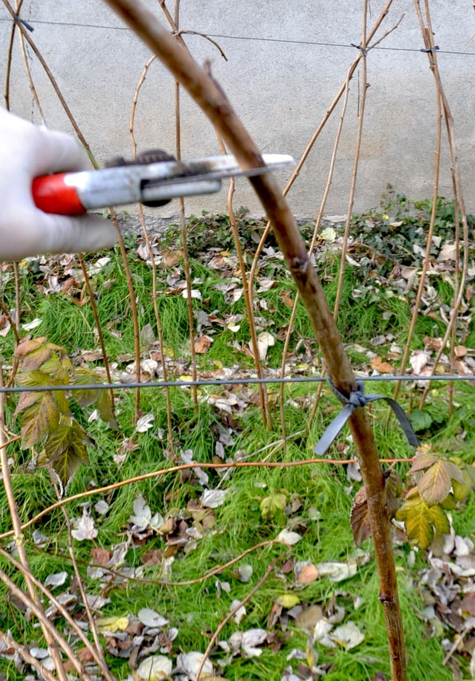 RASPBERRY PLANTS WINTER CARE 8 Steps Instructables