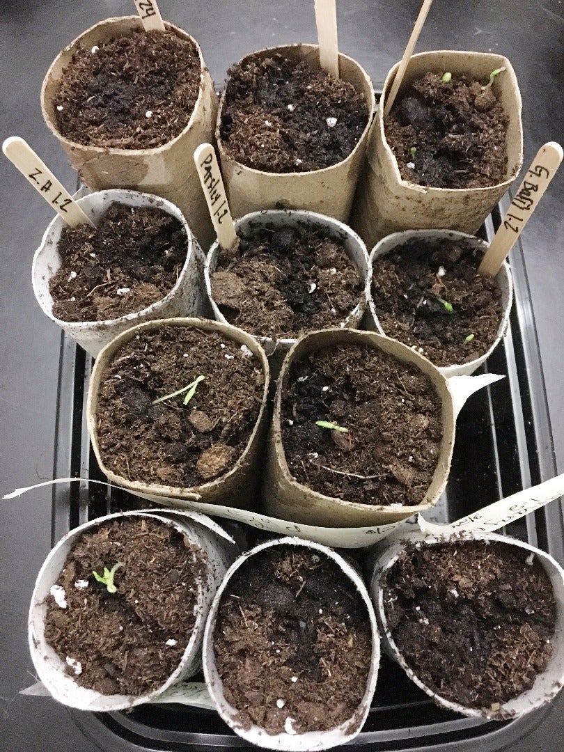 Recycled Seedling Pots 3 Steps (with Pictures) Instructables