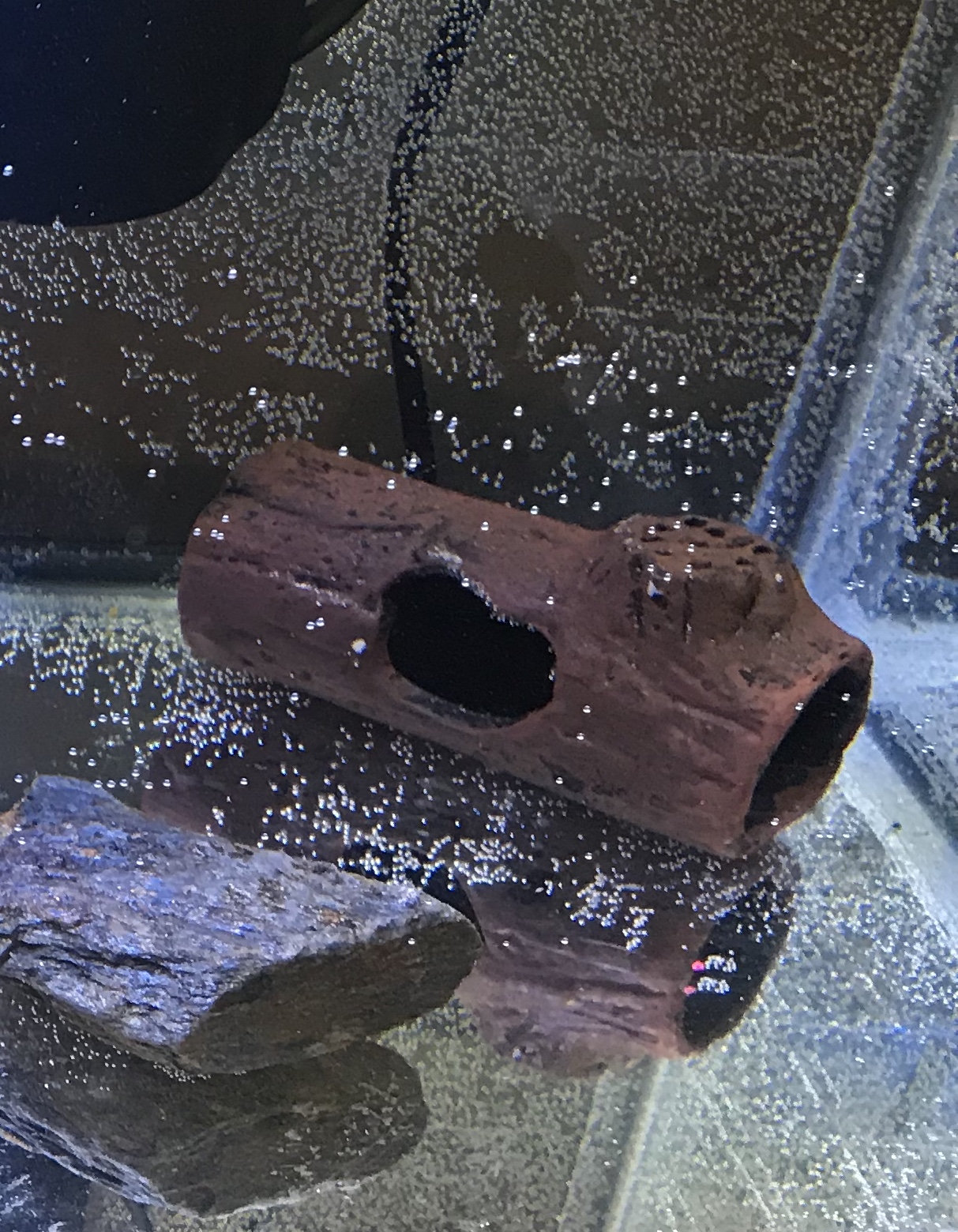 How To Set Up An Axolotl Tank 7 Steps Instructables