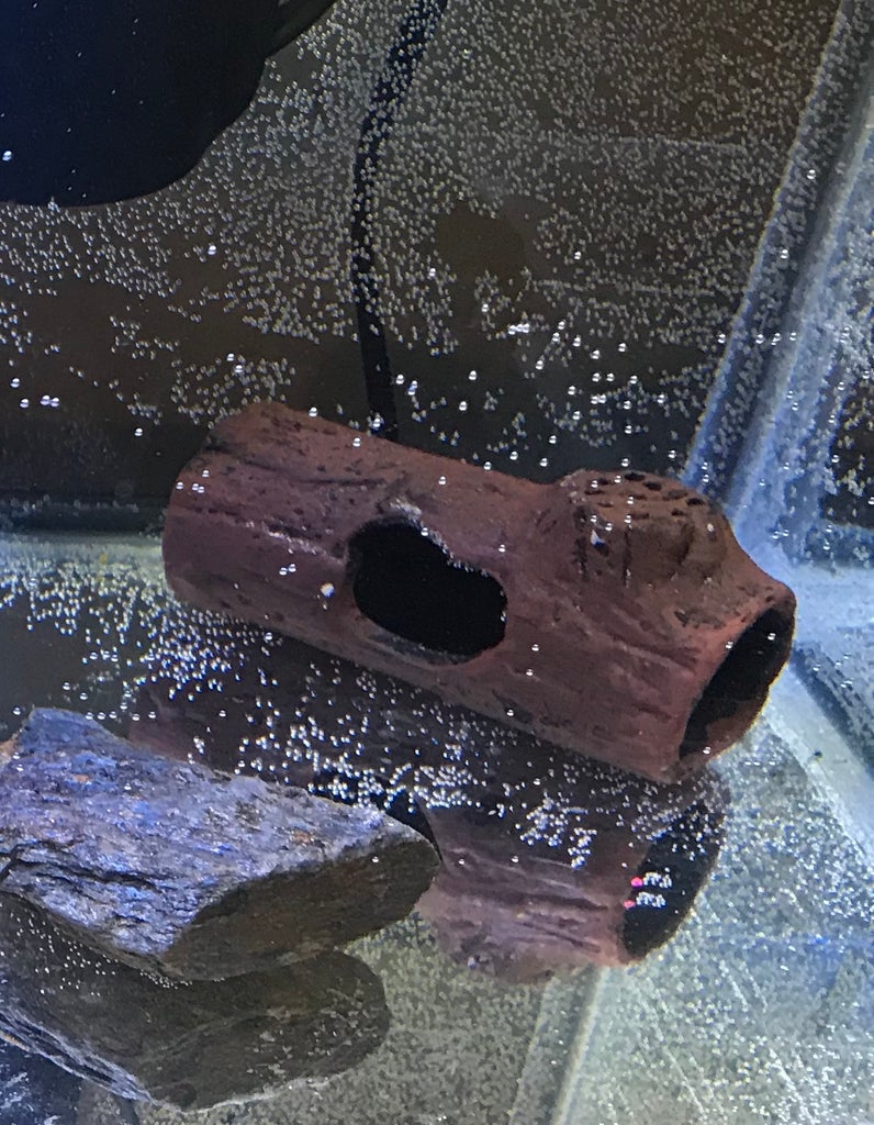 How To Set Up An Axolotl Tank 7 Steps Instructables How To Set Up An Axolotl Tank 7 Steps Instructables