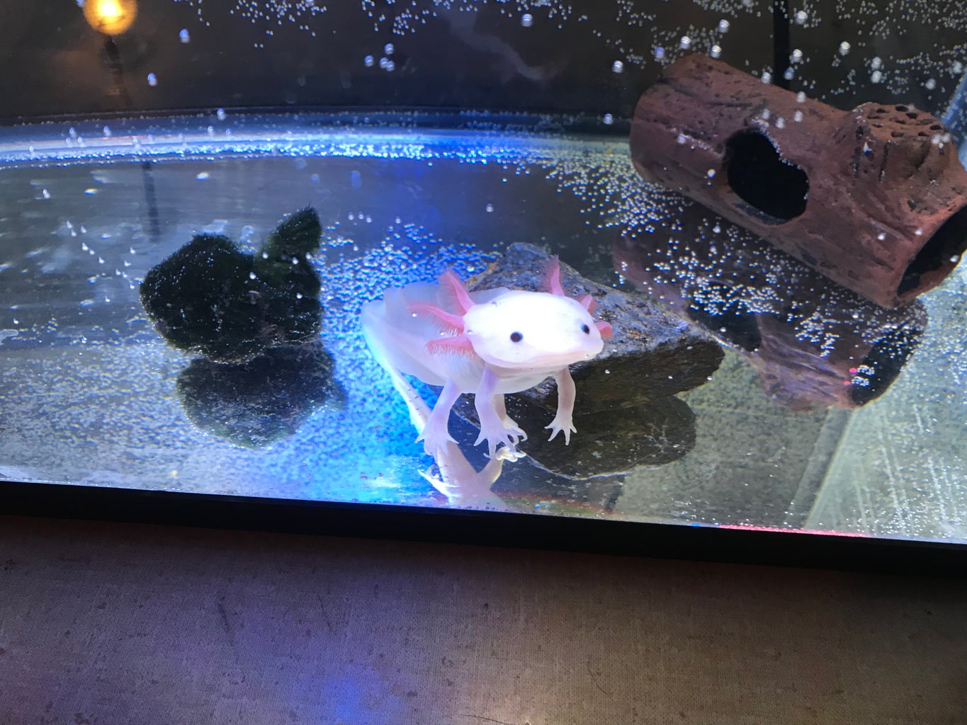 How To Set Up An Axolotl Tank 7 Steps Instructables How To Set Up An Axolotl Tank 7 Steps Instructables