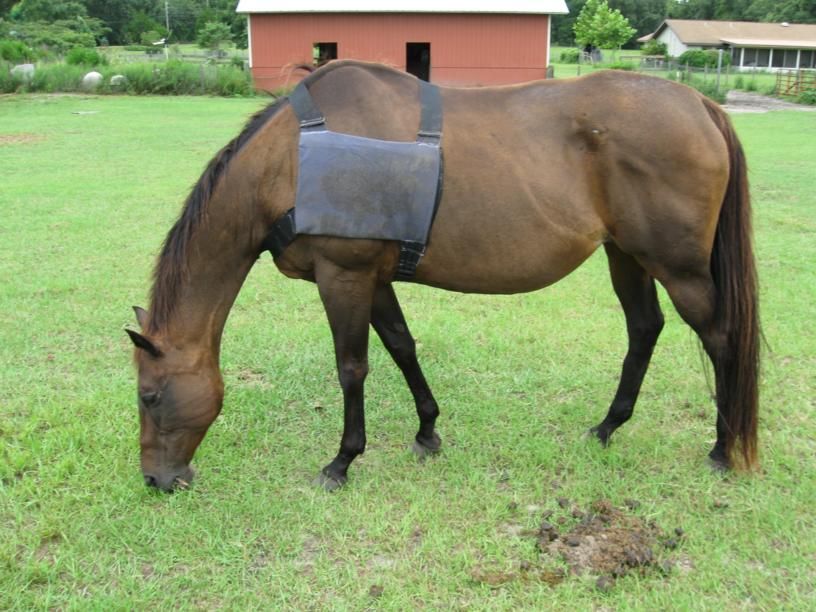 horse ice pack