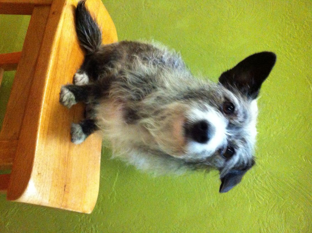 skunk spray dog wash