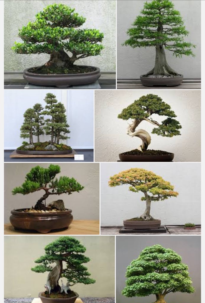 How To Grow A Bonsai Tree 4 Steps Instructables How To Grow A Bonsai Tree 4 Steps Instructables
