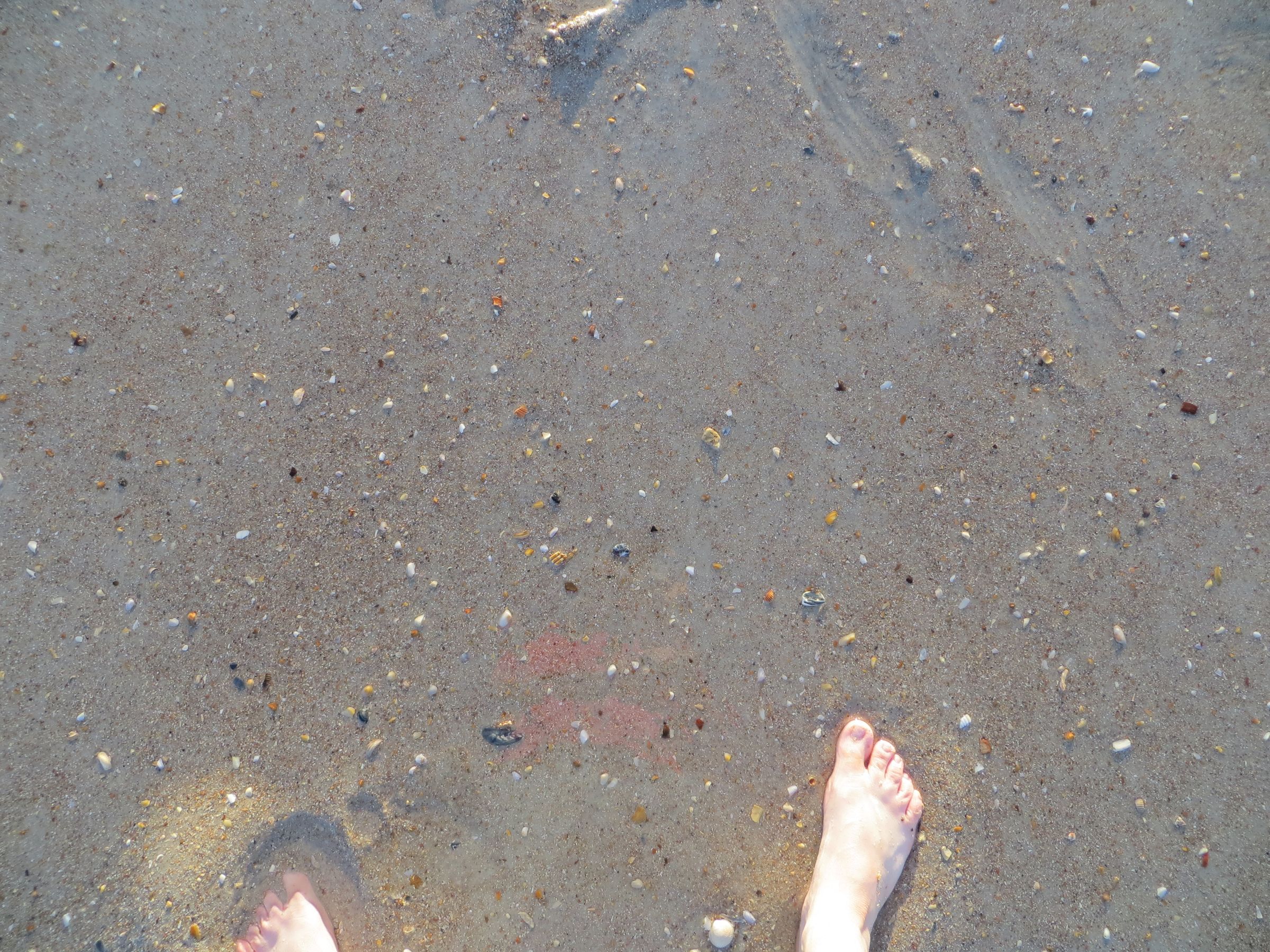 How to Find Shark Teeth : 10 Steps (with Pictures) - Instructables