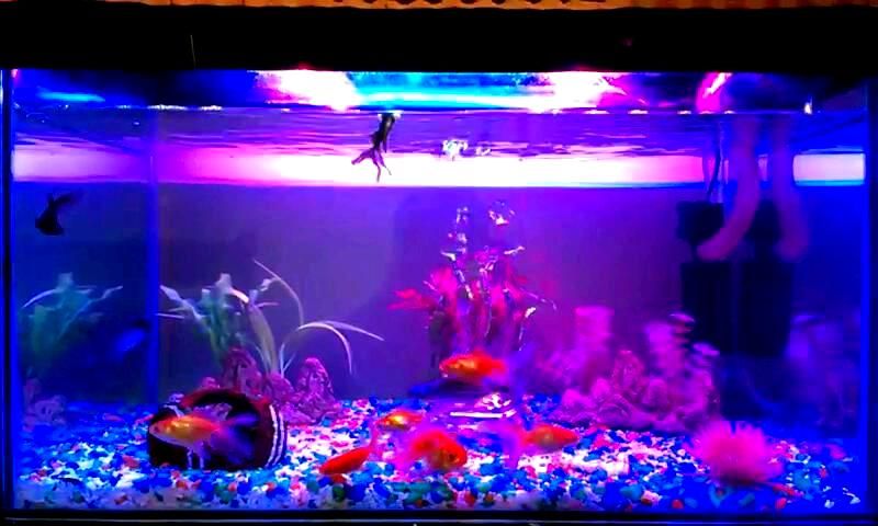 fish aquarium light