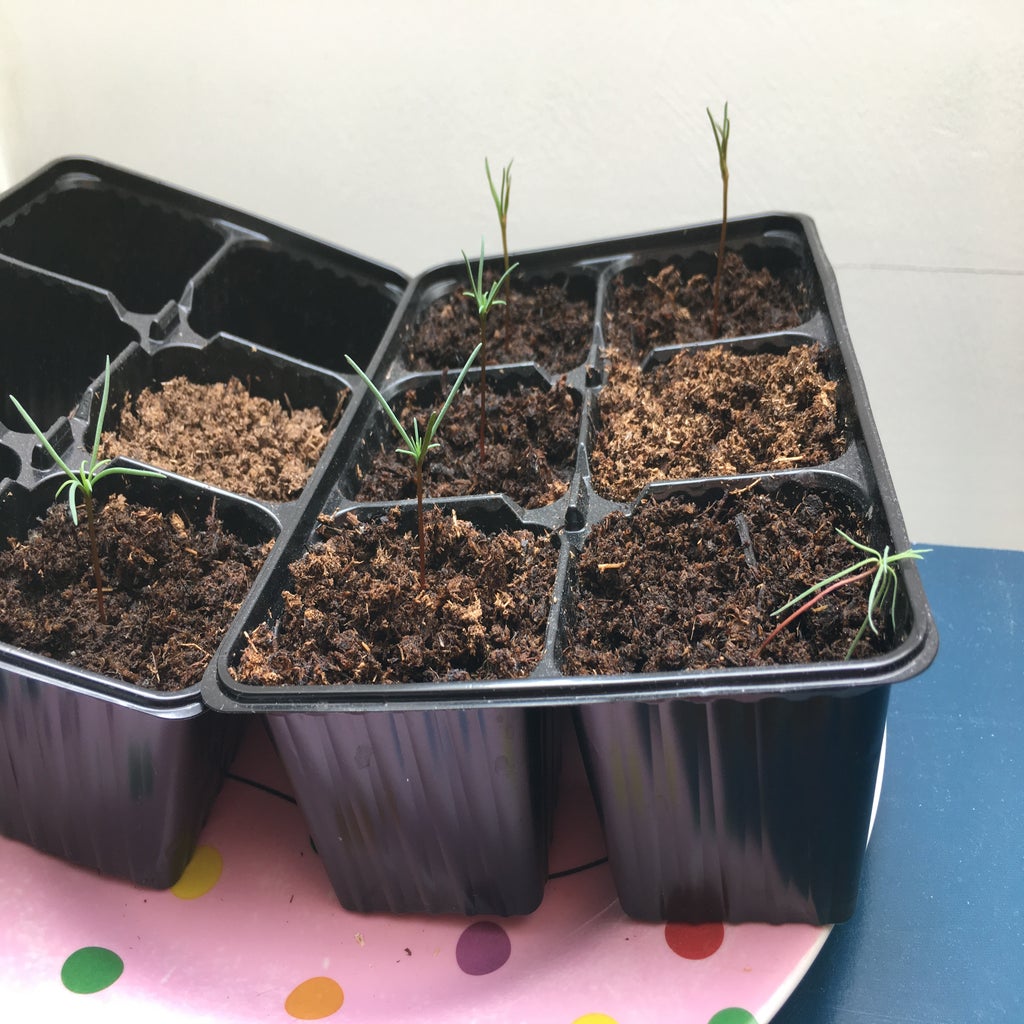 Grow Your Own Giant Sequoia Tree 6 Steps (with Pictures) Instructables