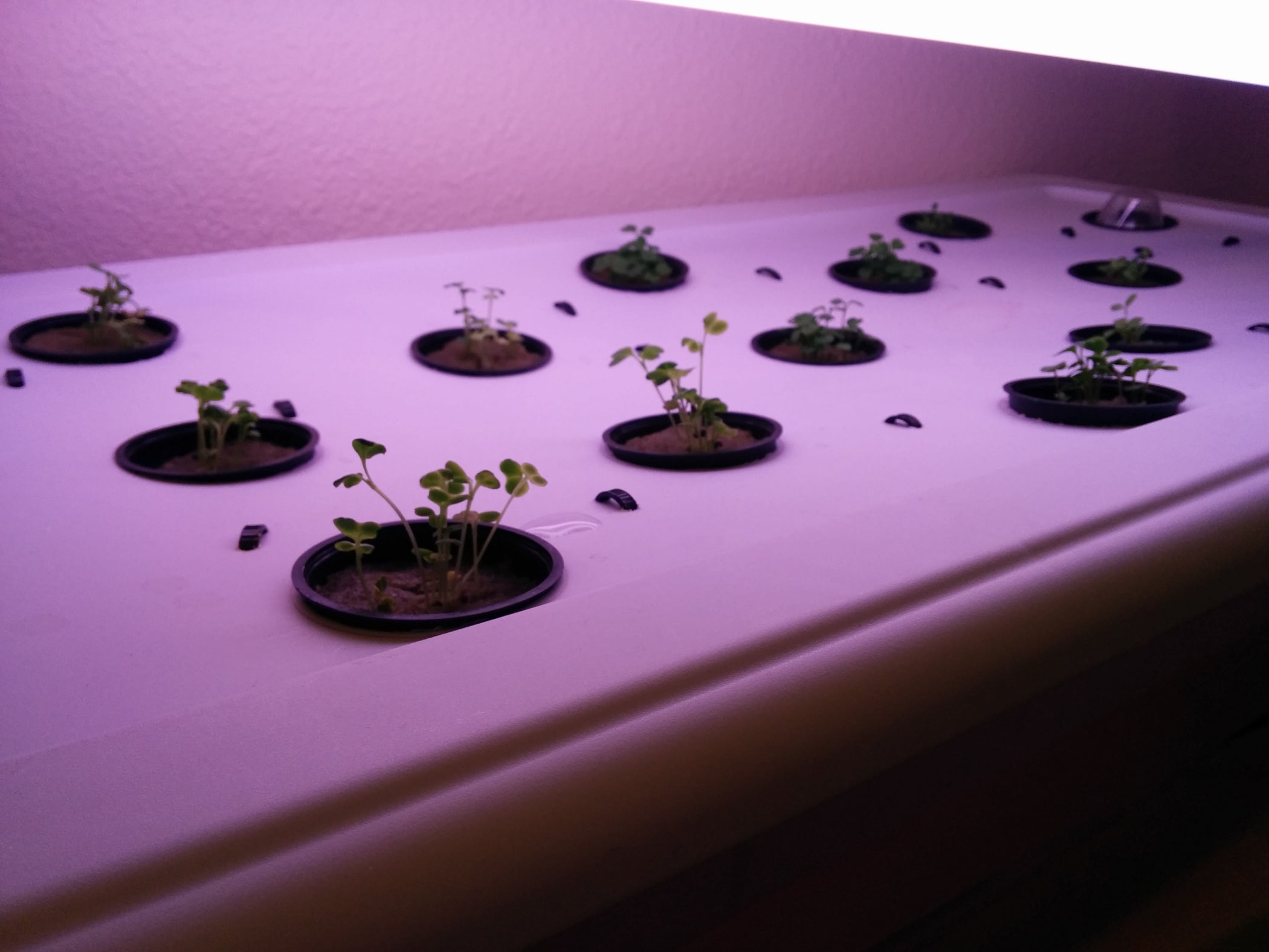 Simple Hydroponic System : 5 Steps - Instructables
