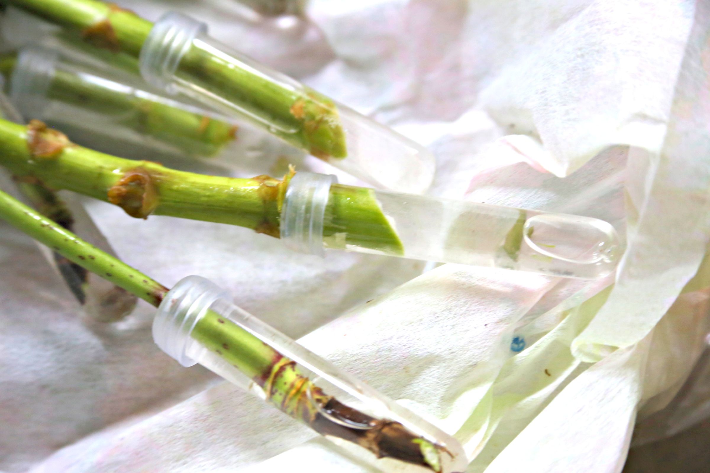 How to Make Flowers Last Longer 8 Steps (with Pictures) Instructables