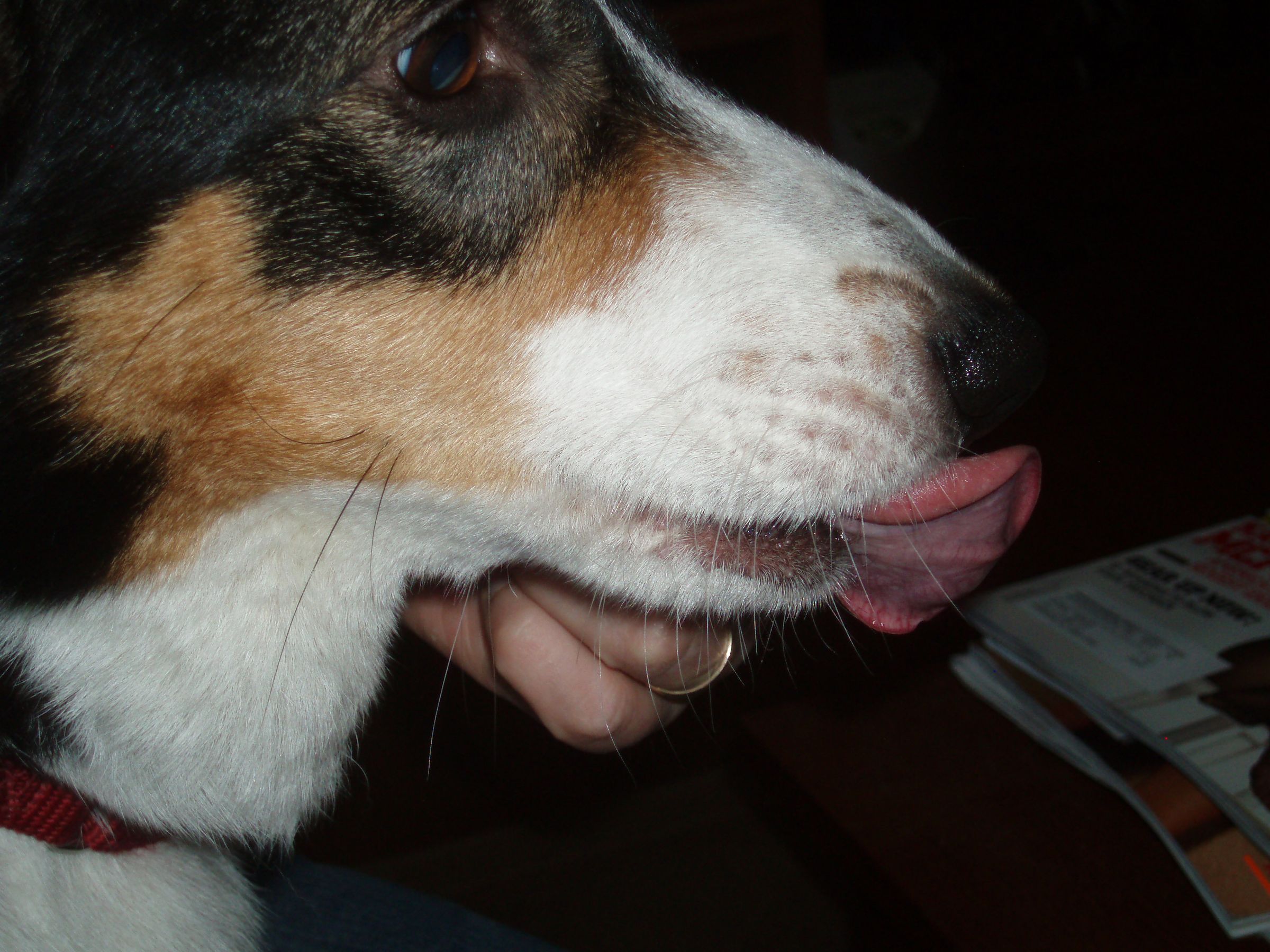How to Brush Your Dog's Teeth 5 Steps (with Pictures) Instructables