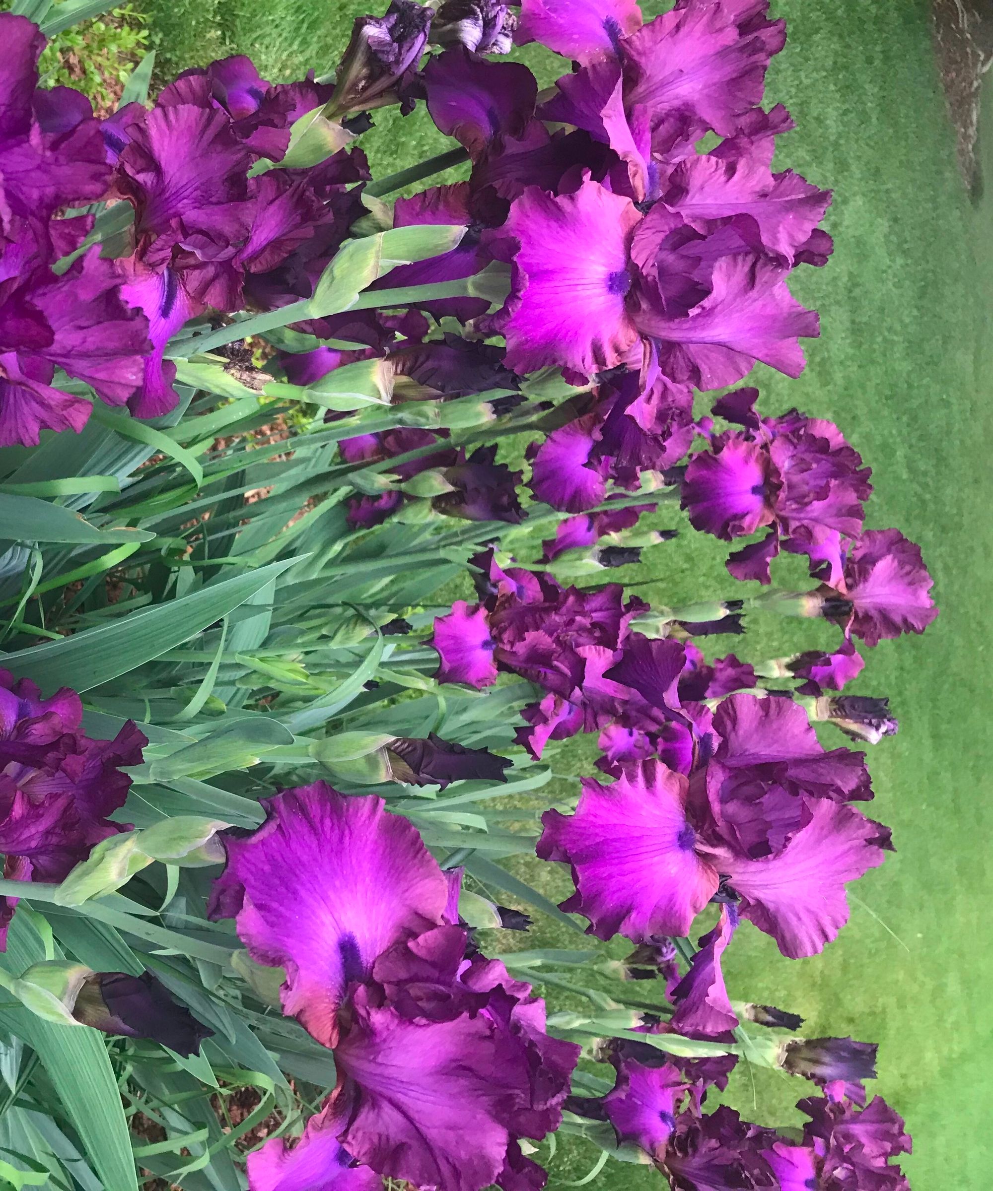 Bearded Iris - Divide and Conquer