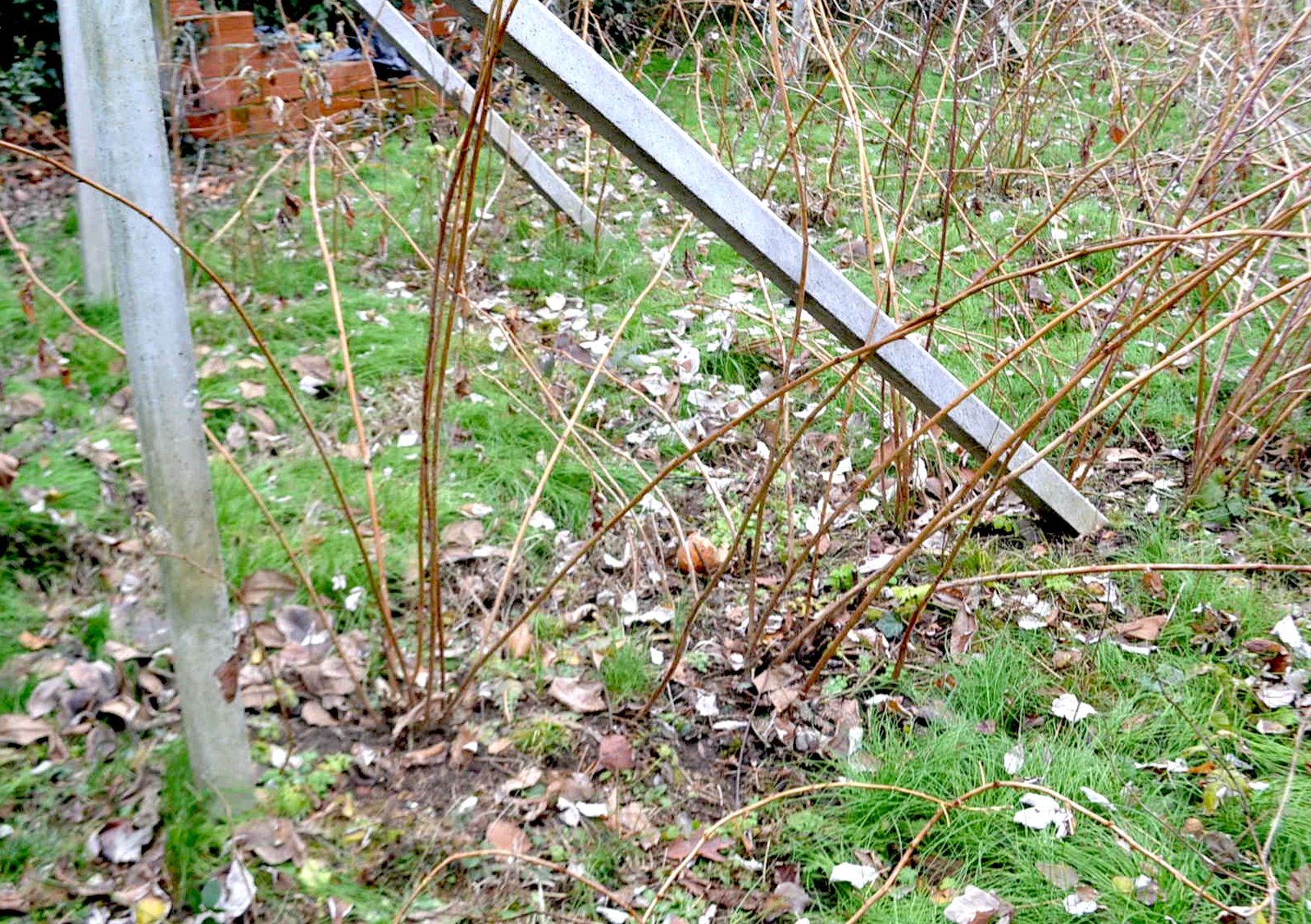 RASPBERRY PLANTS WINTER CARE 8 Steps Instructables