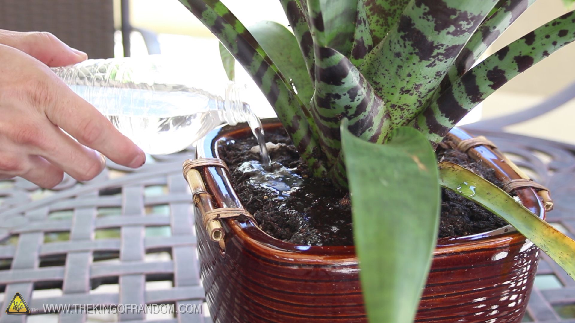 Diapers Help Your Plants Grow! 6 Steps (with Pictures) Instructables