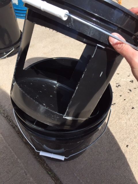 Growing Potatoes in Buckets