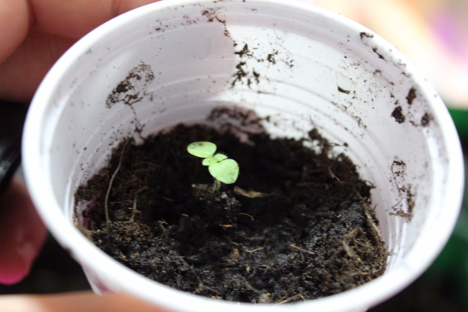 Fastest Growing TREE Empress Tree (Paulownia Shantong) From Seed! 7