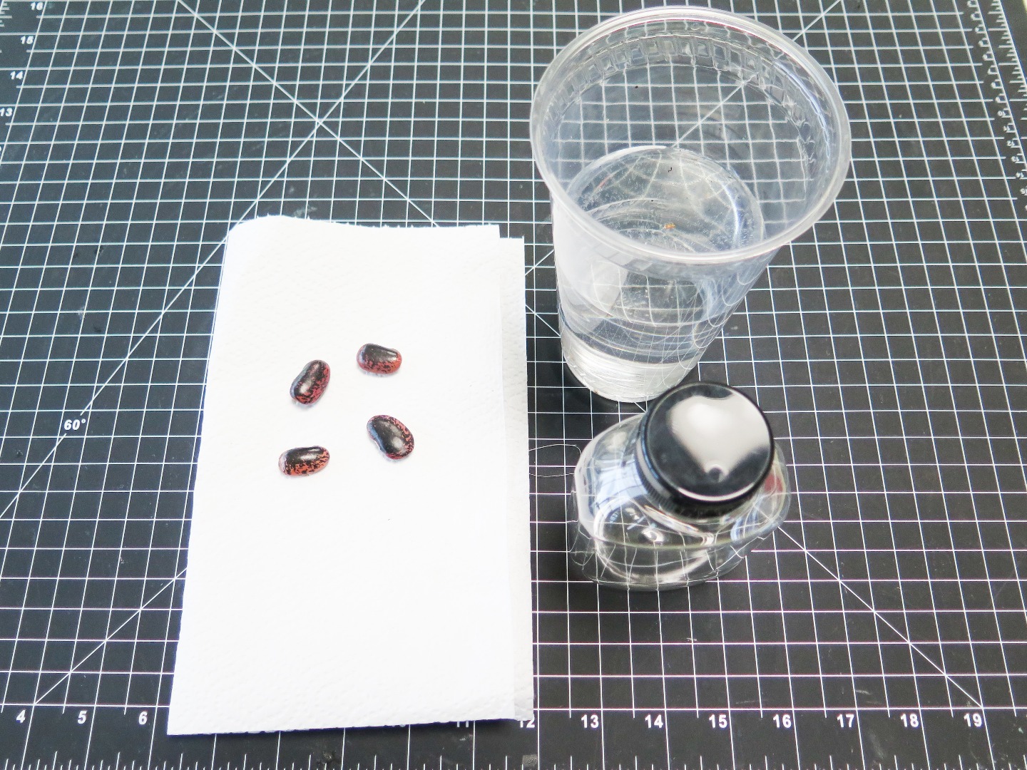 Grow Seeds Without Soil! 4 Steps (with Pictures) Instructables