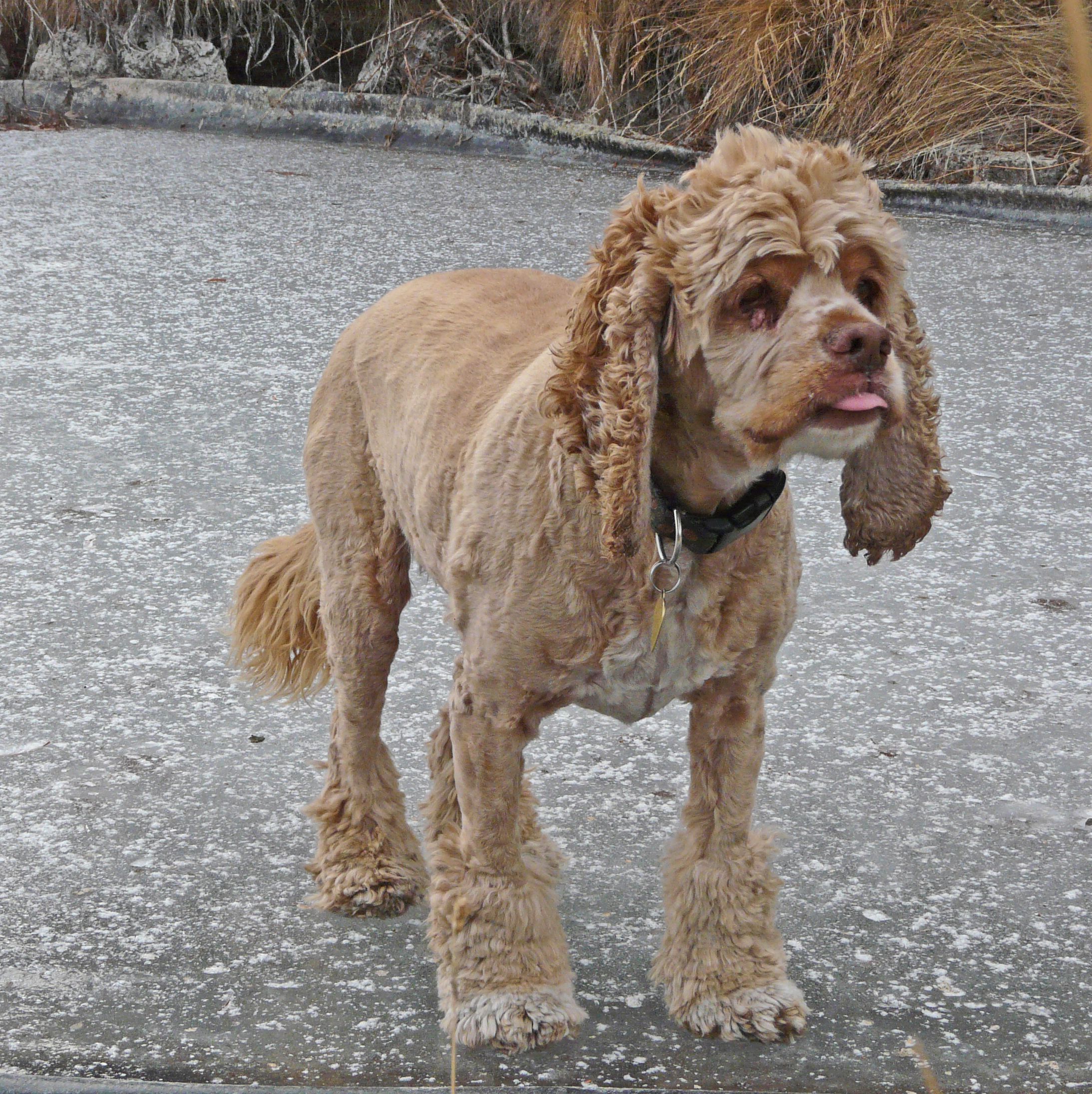 Felted Hair of the Dog Coat 4 Steps (with Pictures) Instructables